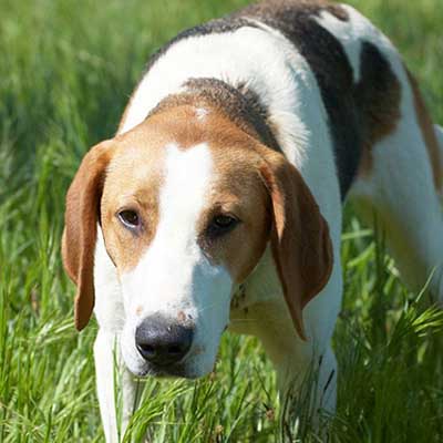 Russian Harlequin Hound