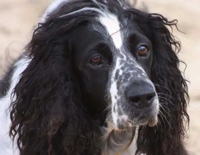 Russian Spaniel