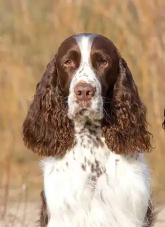 Breed Appearance
