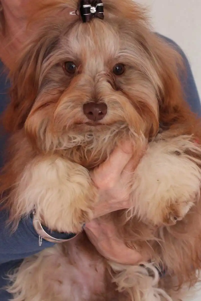 Breed Appearance