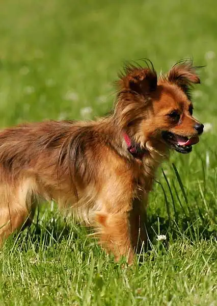 Breed Appearance