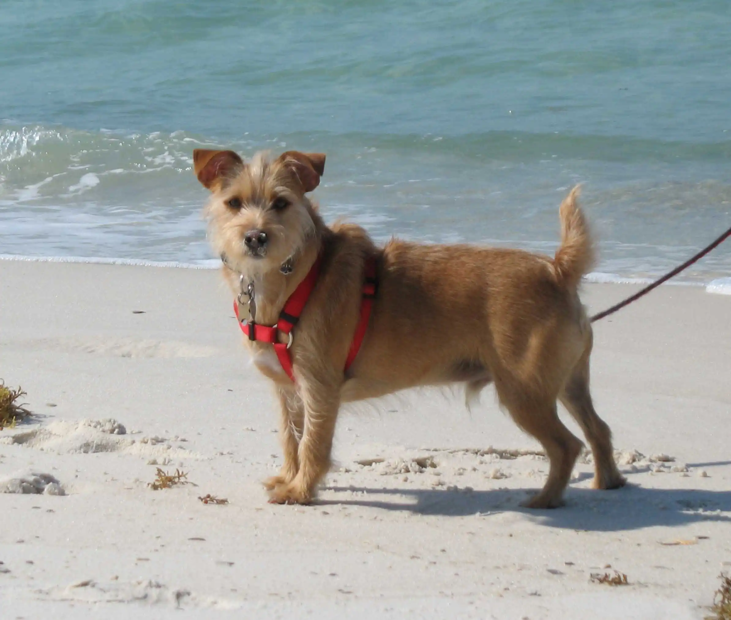 Rustralian Terrier