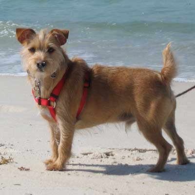 Terrier ruso