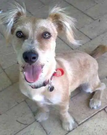 Breed Appearance