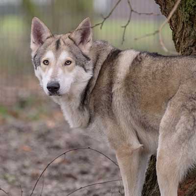 Saarloosewolfdog