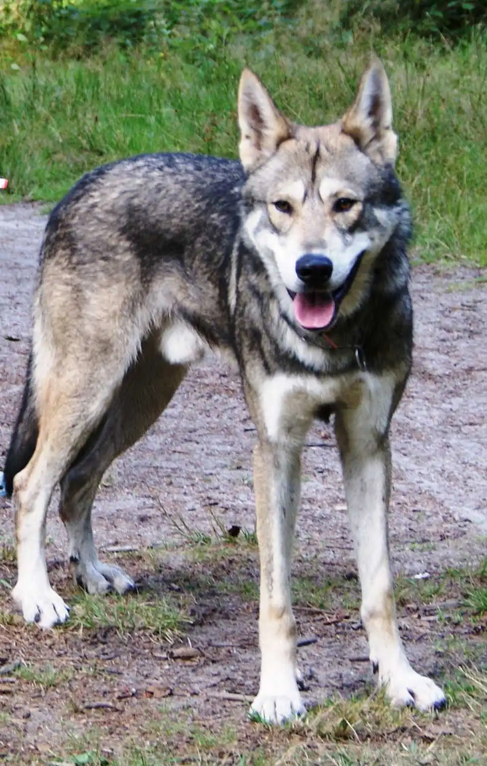 Breed Origin