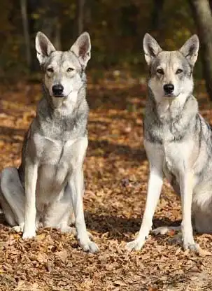 Breed Appearance