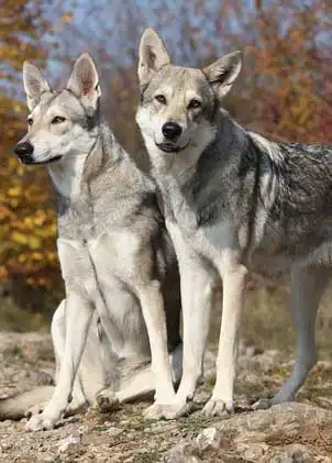Behavior & Temperament