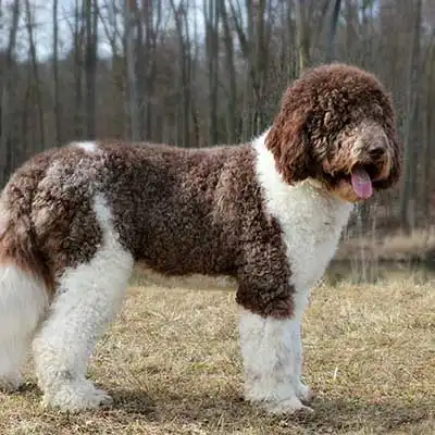 Saint Berdoodle dog breed.