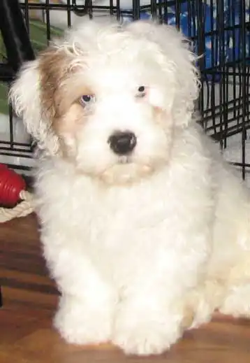 Breed Appearance