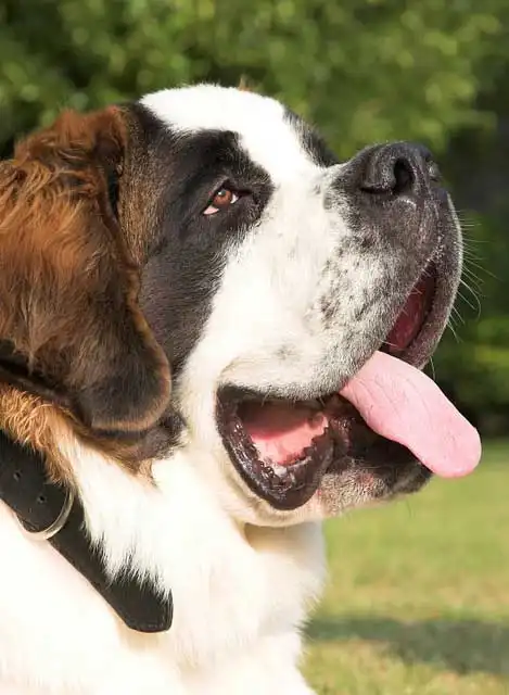 Breed Origin