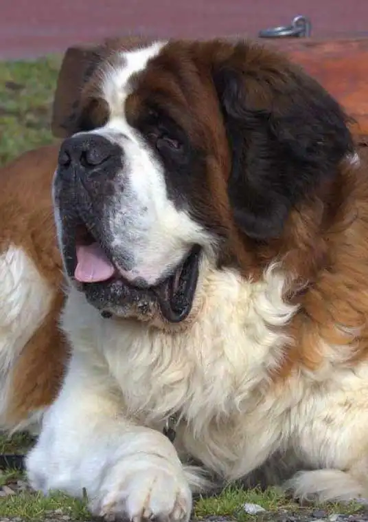 Breed Appearance