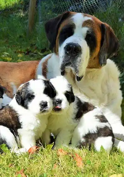 Behavior & Temperament