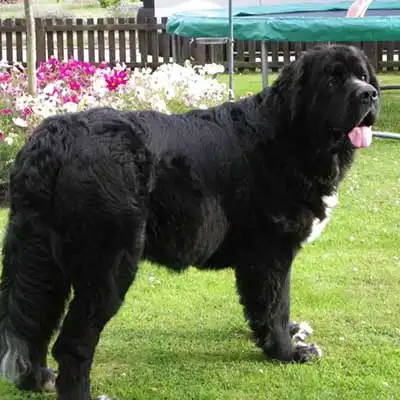 Saint Bernewfie dog breed.