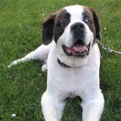 Saint Dane dog breed.