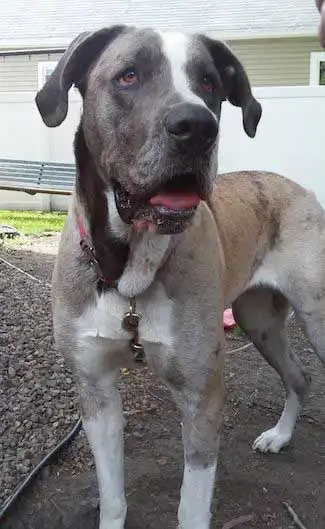 Breed Appearance