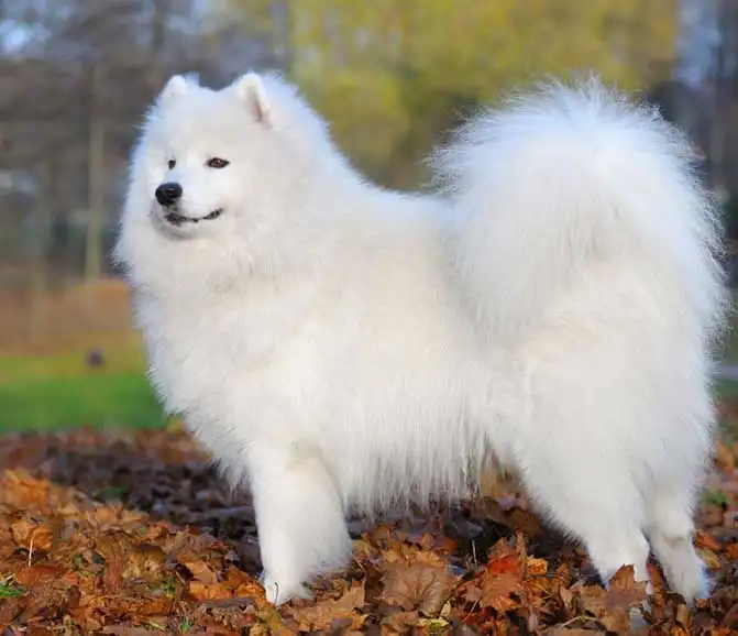 Samoyed