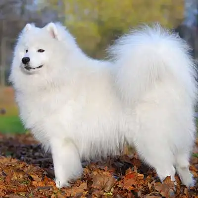 Samoyed dog breed.