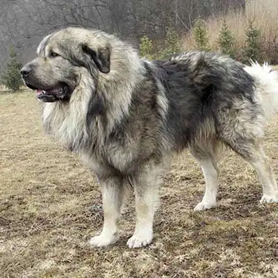 Sarplaninac dog breed.