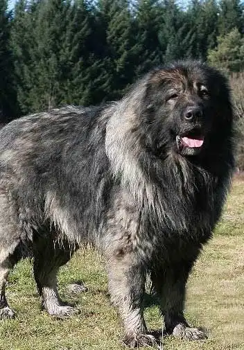 Origine & Histoire du Chien de Sarplaninac