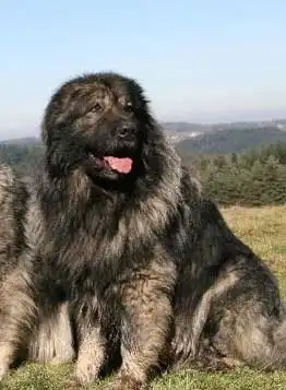 Apparence du Chien de Sarplaninac