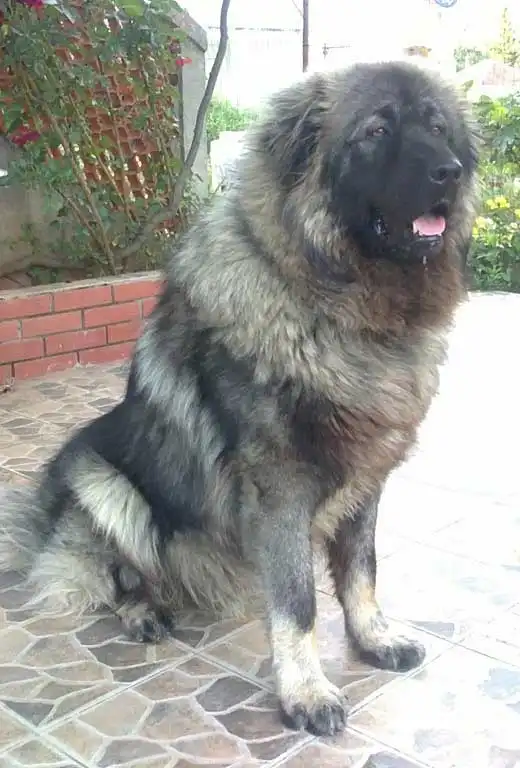 Comportement & Caractère du Chien de Sarplaninac