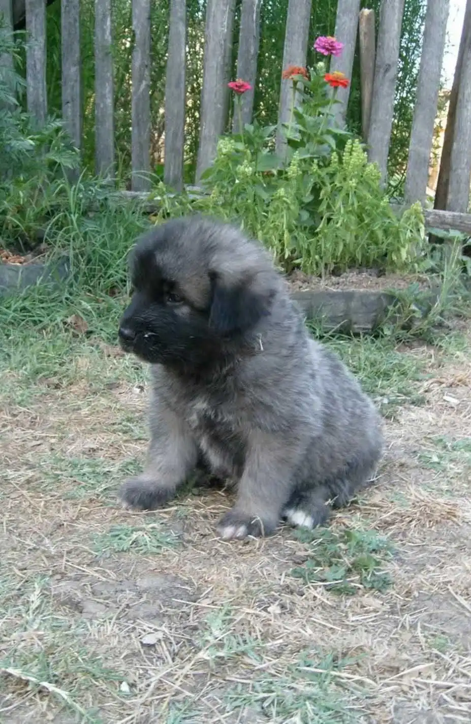 Besoins d'Exercice du Chien de Sarplaninac