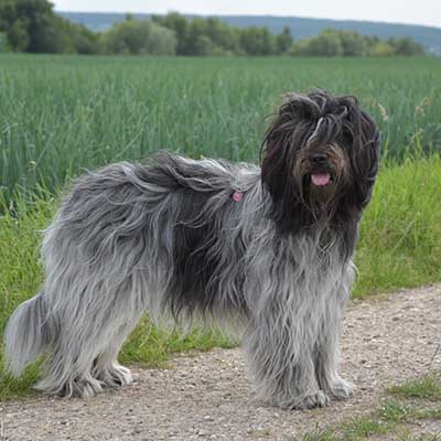Schapendoes