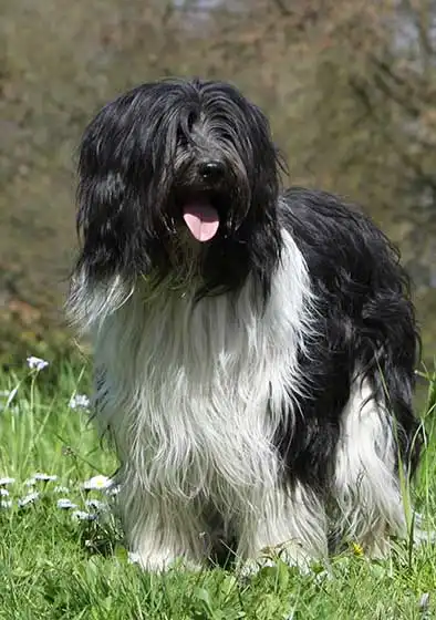 Breed Origin