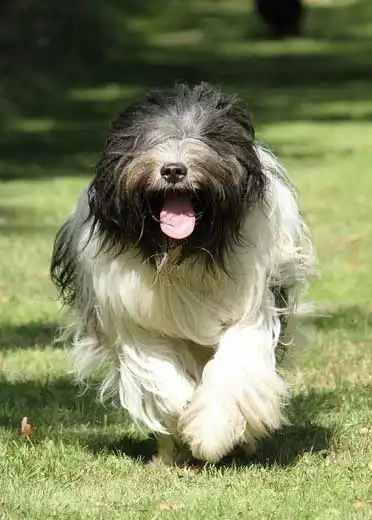 Breed Appearance
