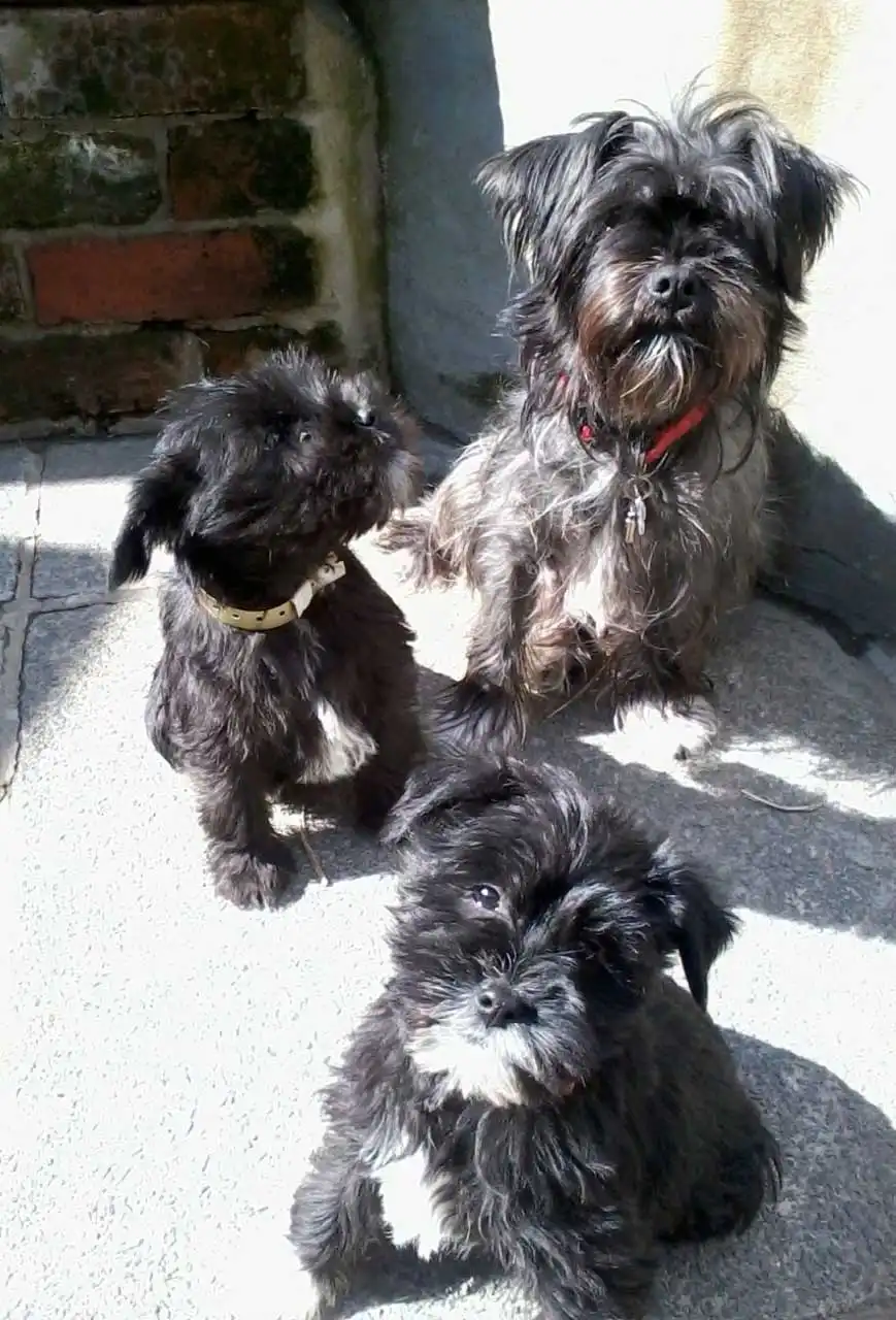 Breed Origin