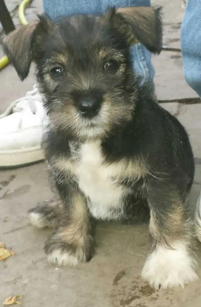 Breed Appearance