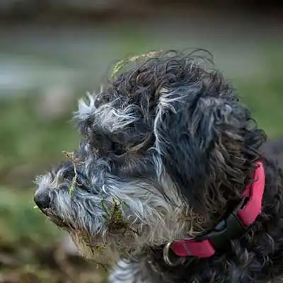 Schipper-Poo dog breed.