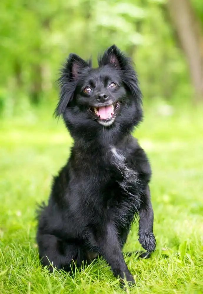 Breed Origin