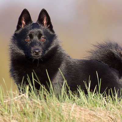 Schipperke