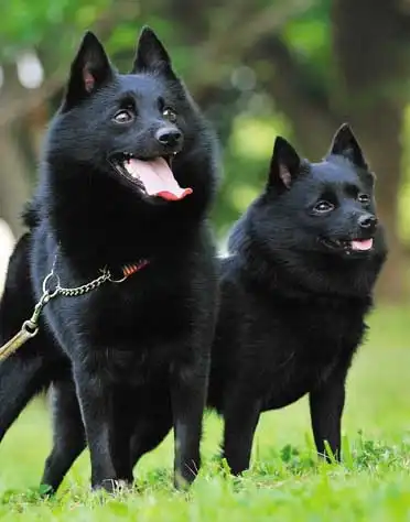 Breed Origin
