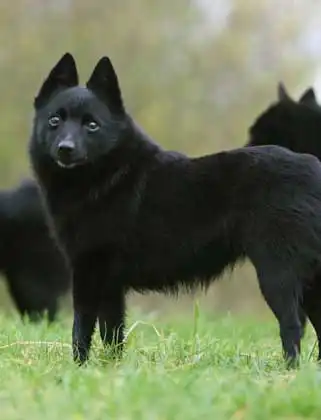 Breed Appearance