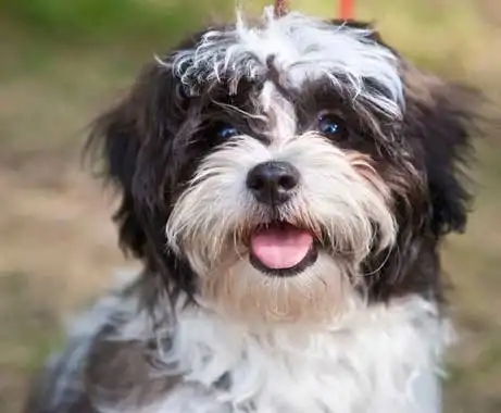 Schnau-Tzu