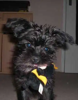 Aspetto del Schnauffen