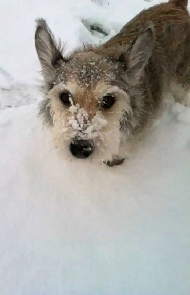 Breed Appearance