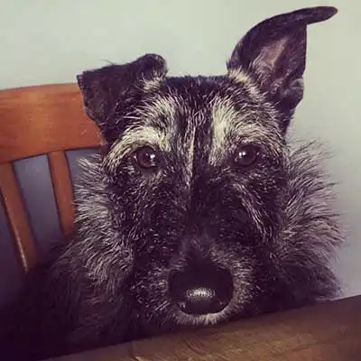 Schnottie dog breed.