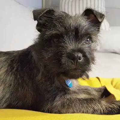 Schnug dog breed.