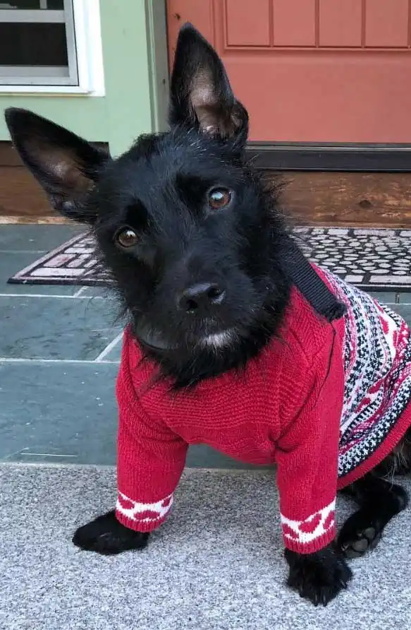 Origine & Histoire du Scobo Terrier