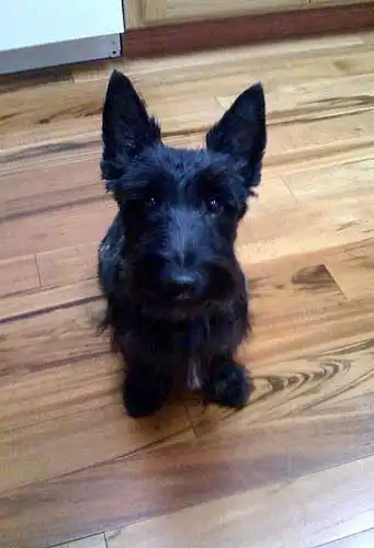 Apparence du Scobo Terrier