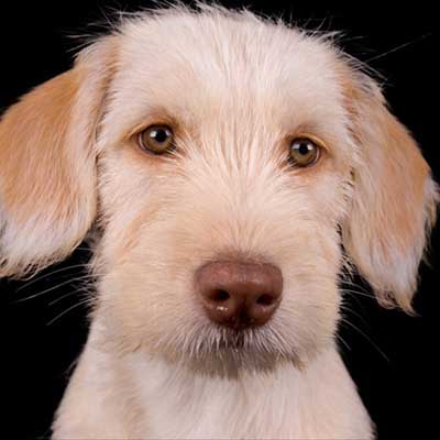 Terrier regañón