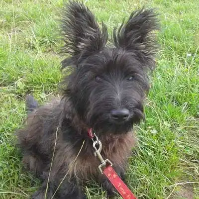 Scorkie dog breed.