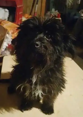 Breed Appearance