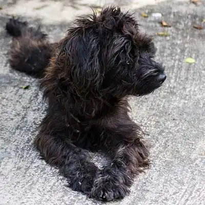 Scottish Cocker dog breed.