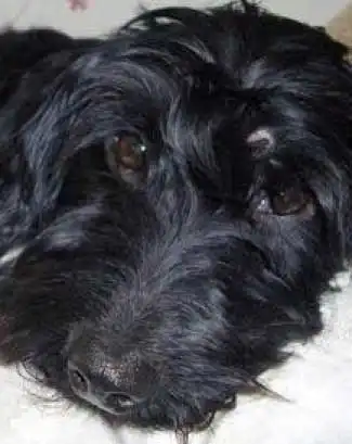 Breed Appearance
