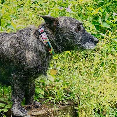Scottish Staffish Bull Terrier